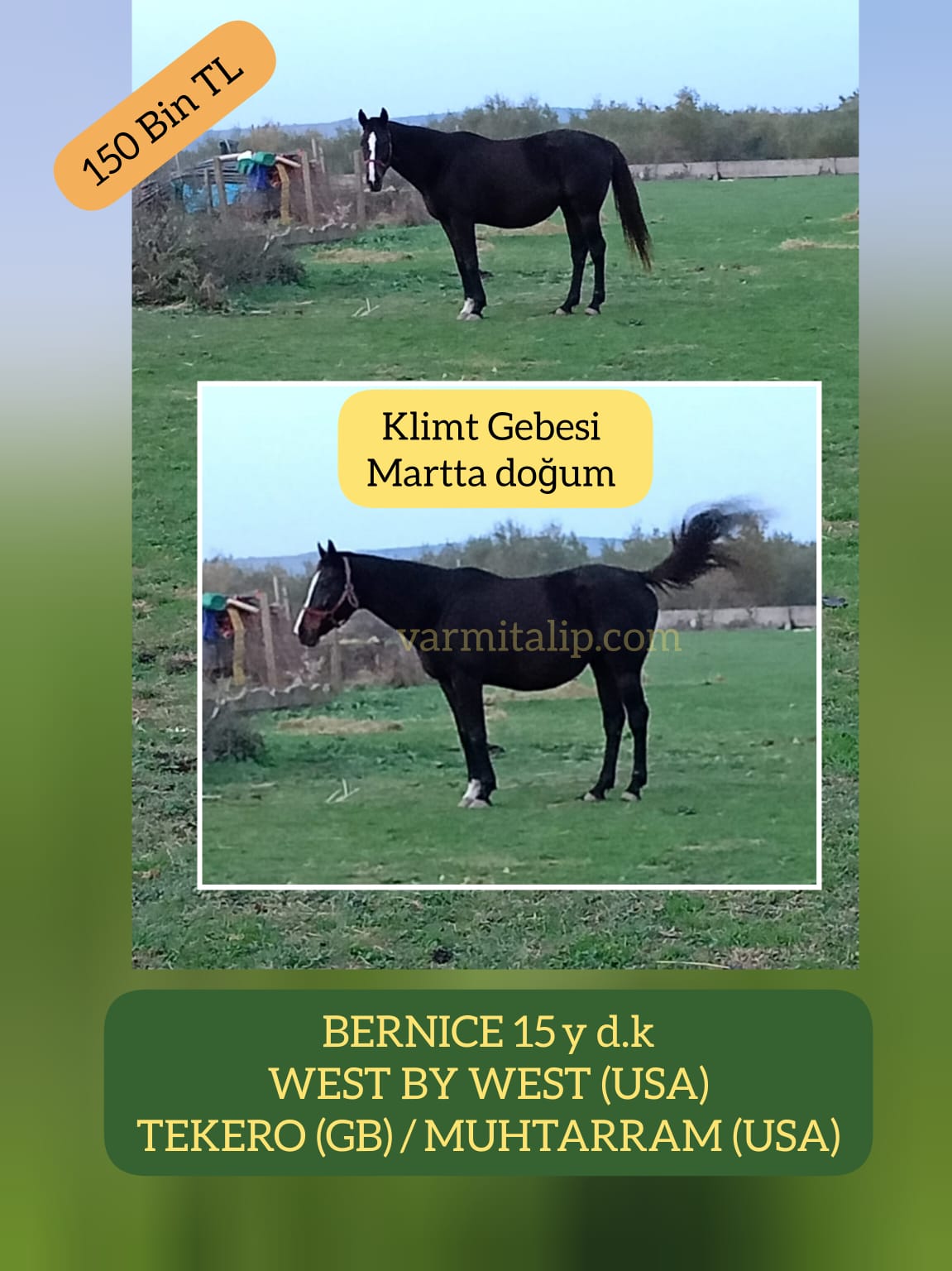 KLIMT GEBESİ KISRAK BERNICE MARTTA DOĞUM